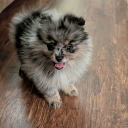 Nyla - Blue merle female Pomeranian puppy in Danielsville, Georgia from PassionatePomPoms