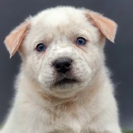 Boy 1 - Red mottled Australian Cattle Dog puppy in Burleson, Texas from Bluebonnet Heelers