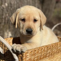 Legalos - Yellow male Labrador Retriever puppy in Isle, Minnesota from Dog Ear Outfitters