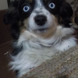 Toy Australian Shepherd Puppies from Jackie lutz