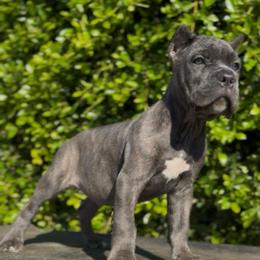 Male 1 - Gray brindle male Cane Corso puppy in California from Donato Kennels