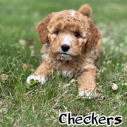 Checkers - Red  male Goldendoodle puppy in Nortonville, Kentucky from Deb’s KY Doodles