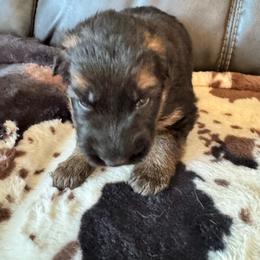 Female 1 - Black and red female German Shepherd puppy in Maryland from Grind Stone Breeding Kennels