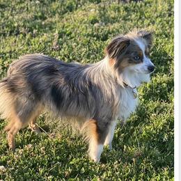 Rita - Toy Australian Shepherd