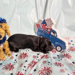 Uno - Black male Xoloitzcuintli puppy in Manitowoc, Wisconsin from Wonderland Kennel