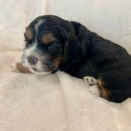 Cocker Spaniel Puppies from Jennifer Dees