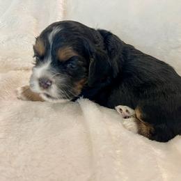 Cocker Spaniel Puppies from Jennifer Dees