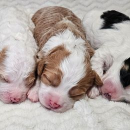 Cinnamon - Red female Bernedoodle puppy in Granton, Wisconsin from Rose River Farms