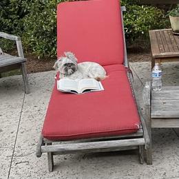 Shih Tzu Puppies from Precious to the world Shih Tzu’s