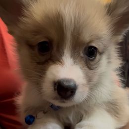 Caddo - Sable male Pembroke Welsh Corgi puppy in Denham Springs, Louisiana from Haggard Family Corgis