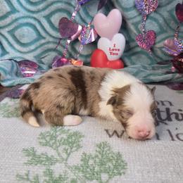 Luna - Red merle female Border Collie puppy in Gary, Indiana from Lake Ridge Border Collies