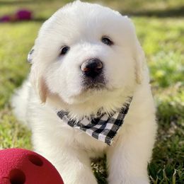 OFA health tested Black Boy - Great Pyrenees puppy from River's Bend Walnut Orchard