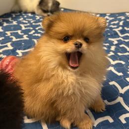Ozzy - Orange male Pomeranian puppy in Newport Beach, California from Exotic City Pomeranians and chihuahuas