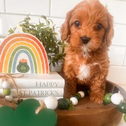 Breezy - Brown male Cavapoo puppy in Tolleson, Arizona from Pixie Dust Cavaliers