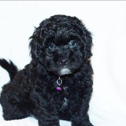 Fern - Black female Shihpoo puppy in Mifflintown, Pennsylvania from Curls & Paws Canines
