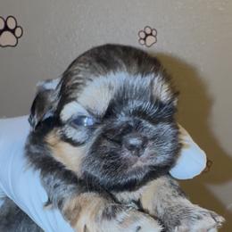 Phoebe - Gold female Shih Tzu puppy in Madera Acres, California from California Shih Tzu’s