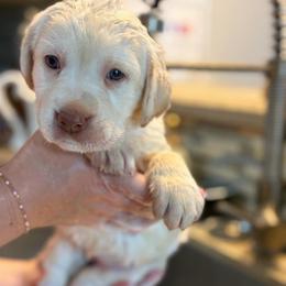 Light Purple - Yellow female Labrador Retriever puppy in Archer Lodge, North Carolina from Archer Lodge Labradors