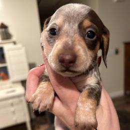 Bella - Piebald female Dachshund puppy in Bruceton, Tennessee from Dachshund Dreams