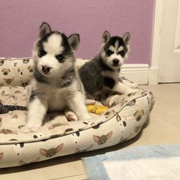Maltese and Siberian Husky Puppies from Nyx’s Pack