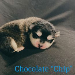 Chocolate Chip - Black and white male Pomsky puppy in Winston, Oregon from Arctic Tails Spitz