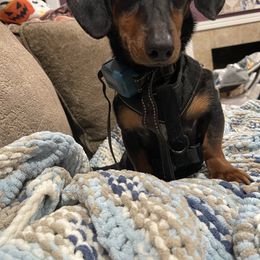 Ziggy - Black and tan male Dachshund puppy in Liberty, North Carolina from Beyond the Tail