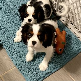 Cavalier King Charles Spaniel Puppies from Cassie’s Cavaliers