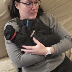 Curly-Coated Retriever Puppies from Elflock Curlies