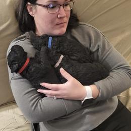 Curly-Coated Retriever Puppies from Elflock Curlies
