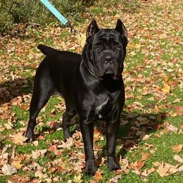 Dahlia  - Cane Corso