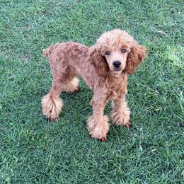 Miles - Red  male Poodle puppy in Tecumseh, Oklahoma from Poodles in the Garden