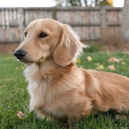 Beau - Dachshund