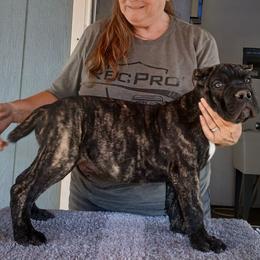 Green collar - Black brindle male Cane Corso puppy in Los Lunas, New Mexico from Top Gun Kennels NM