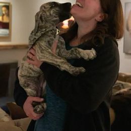 Great Dane Puppies from Phoenix Family Danes