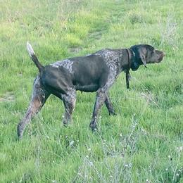 Australian Cattle Dogs, Cairn Terriers, and German Shorthaired Pointers from Macushla Kennel