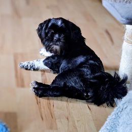 Tashi - Lhasa Apso