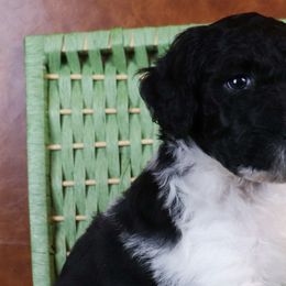 Boy 2 - Parti Poodle puppy in Sarver, Pennsylvania from Pemper House Poodles