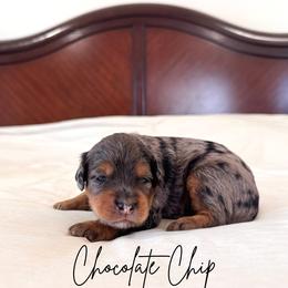 Chocolate chip - Merle male Goldendoodle puppy in Burleson, Texas from Kendall’s Kennel