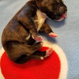Boxer Puppies from Winchester Boxers