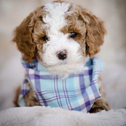 Poodle Puppies from Doodle Puppy Parti