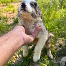 BUSTER - White and blue merle male Border Collie puppy in Meridian, Mississippi from Border Hollow Border Collies