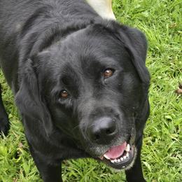 Windfall's Double Shot Of Crown - Labrador Retriever