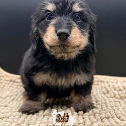 Liberty SILKY WIRE - Black and cream female Dachshund puppy in Alto, Texas from Double W Doxies