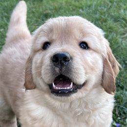 Pink 10 - Dark golden Golden Retriever puppy in Mills River, North Carolina from Appalachian Dog Training LLC