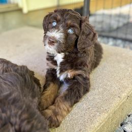 Aussiedoodle Puppies from Whiskey River Doodles