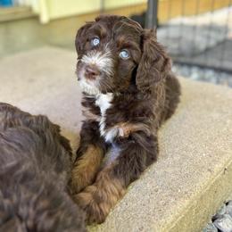 Aussiedoodle Puppies from Whiskey River Doodles