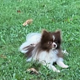 Pomeranians from PrettyPoms
