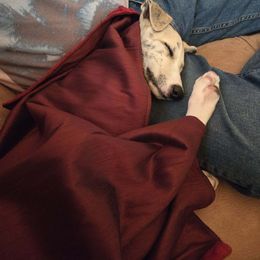 Golden Retriever and Greyhound Puppies from K and E Kennels