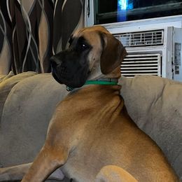 Bayne - Great Dane