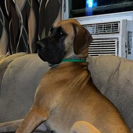 Bayne - Great Dane