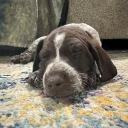 German Shorthaired Pointer Puppies from Royal Chaos GSP